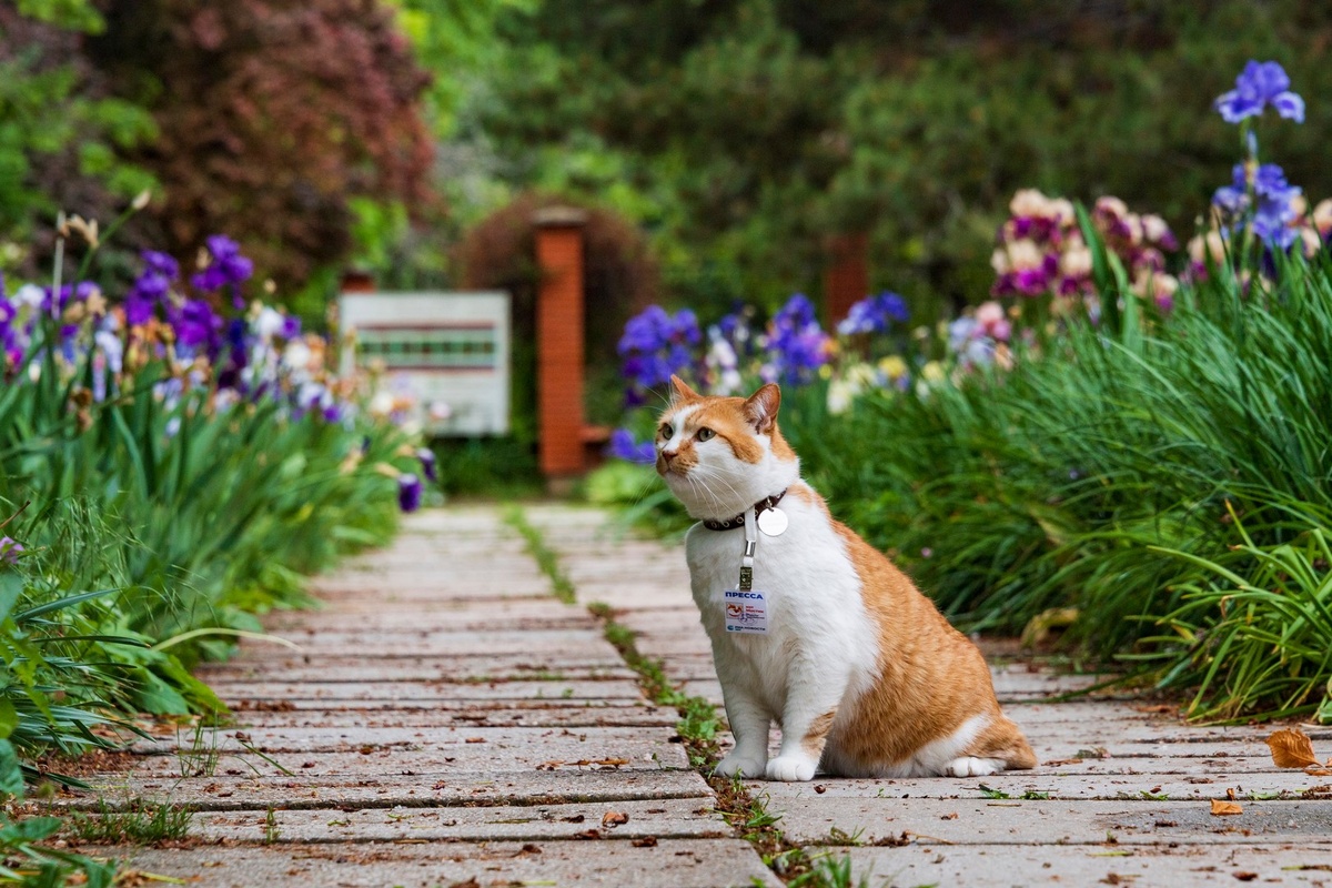 Красивый кот на фоне красивых цветов.