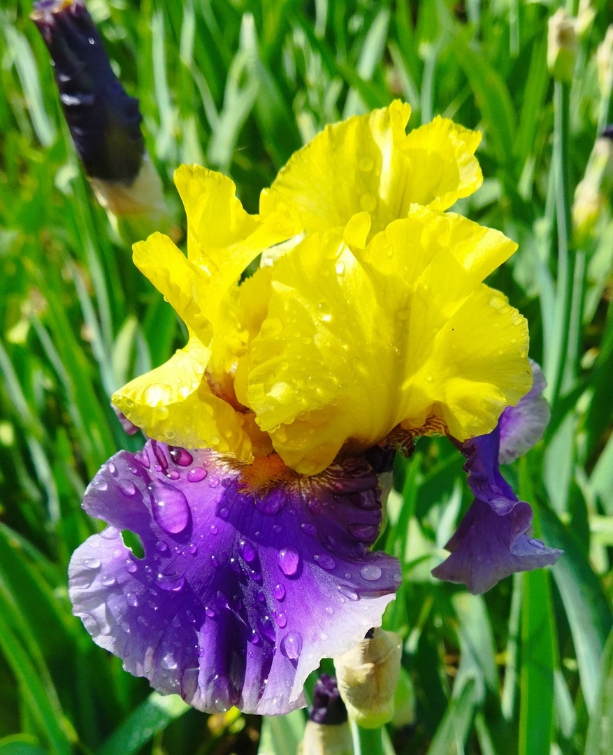 Фото из Никитского ботсада.