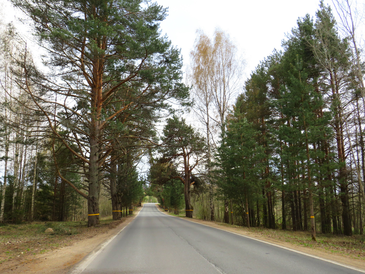 Сосновая аллея