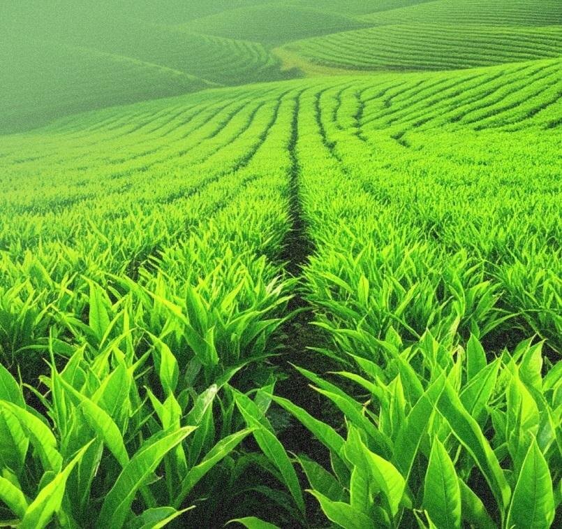      Фото: Первый канал, VK Фотография взята из открытых источников.