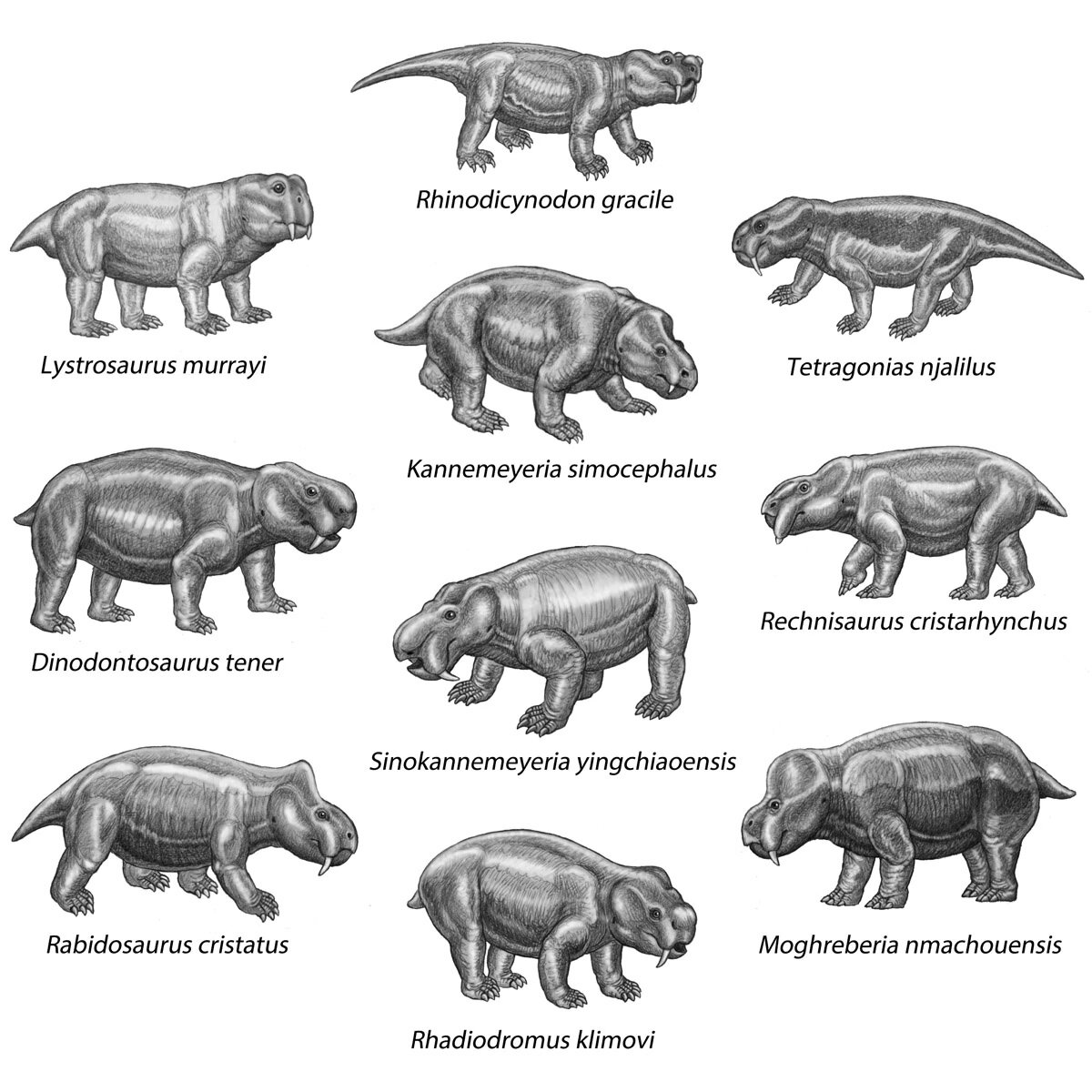 Среднетриасовые дицинодонты, практически все из них (кроме листрозавра) каннемейериформы.