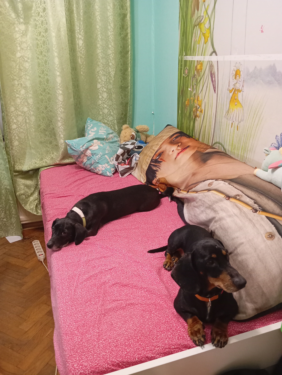 Подростковый бардак и собаки.