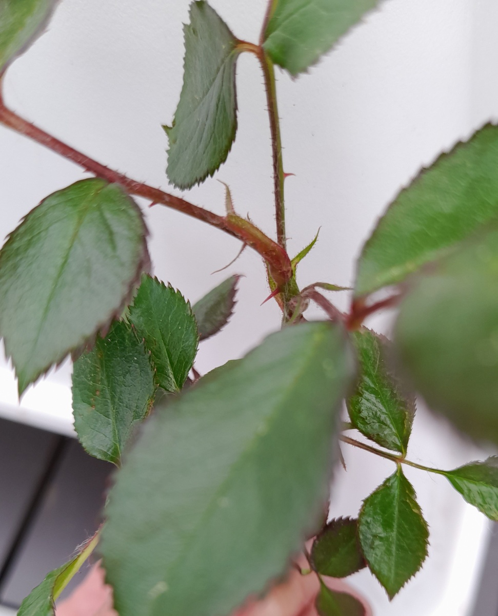 Слепой побег. Фото автора 