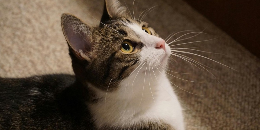 Как кошка чувствует настроение хозяина