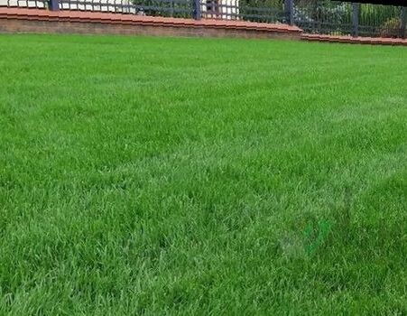 мятлик луговой трава