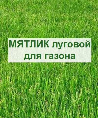 мятлик луговой