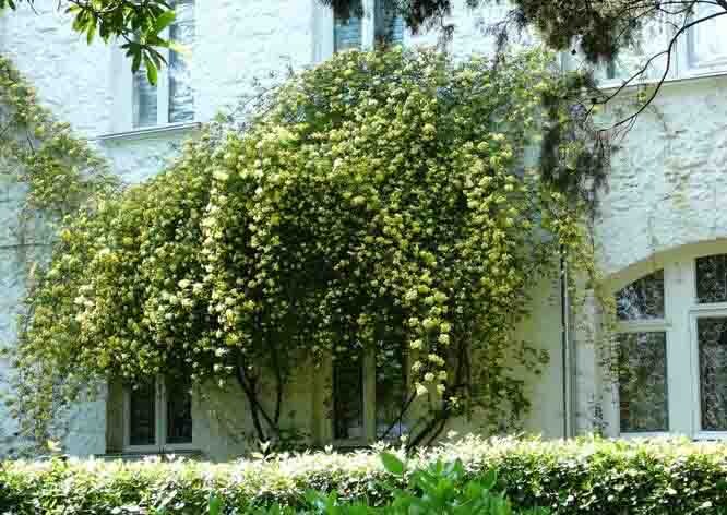 Роза Banksiae lutea у Белой дачи Чехова.  Фото из свободного доступа Интернет