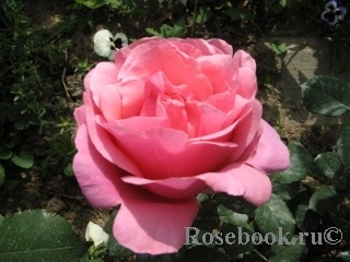 Антон Чехов  https://www.rosebook.ru/components/roses/images/pictures/medium/13535.jpg