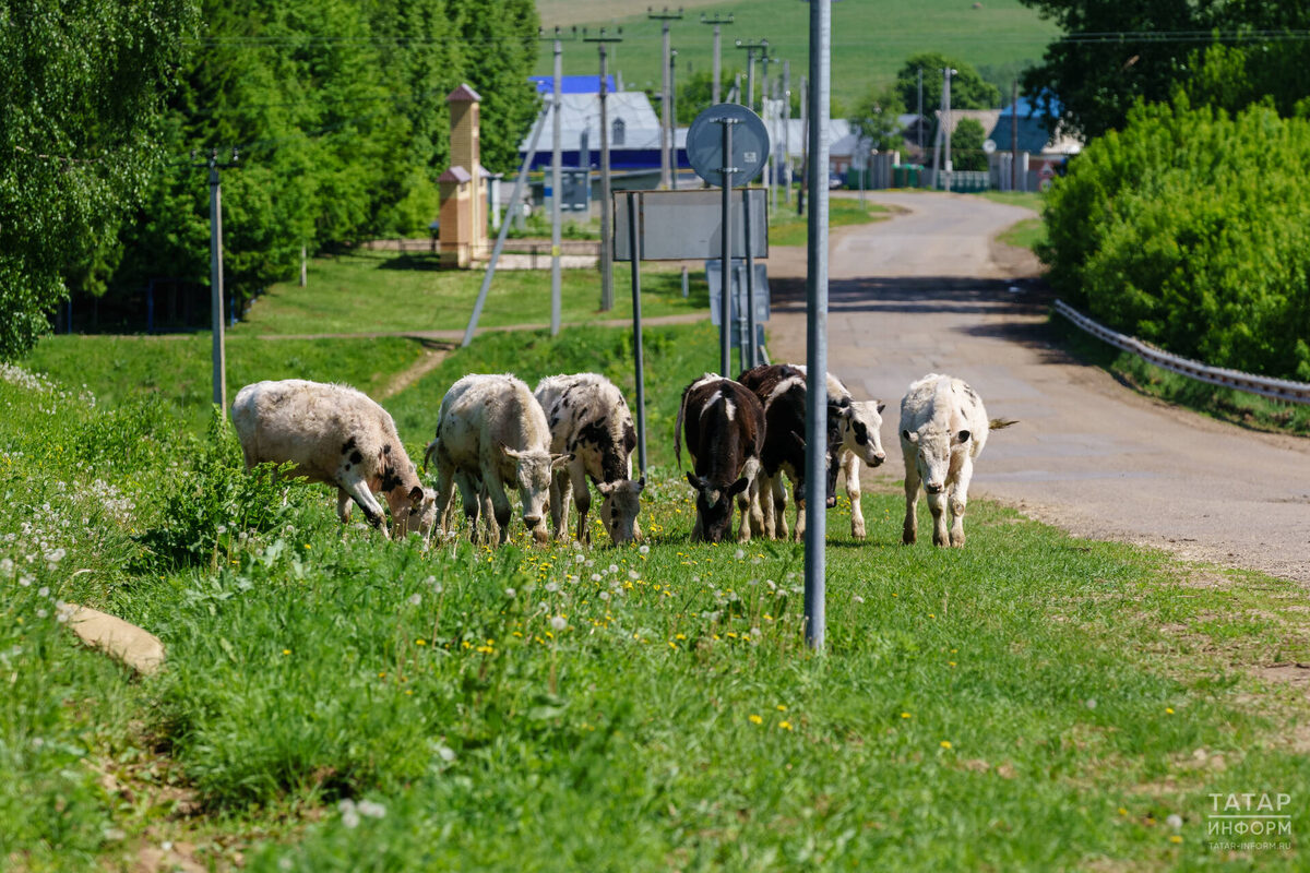 Фото: © Салават Камалетдинов / «Татар-информ»