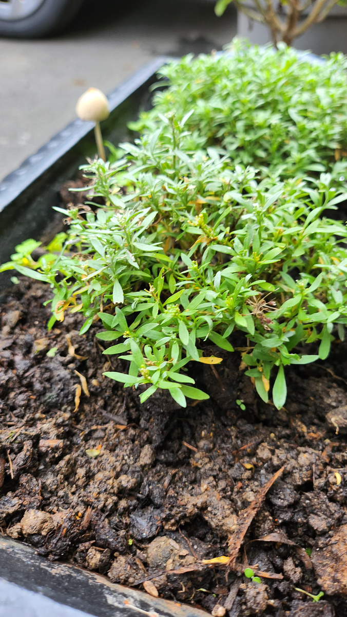 Клумбы во дворе гостиницы)