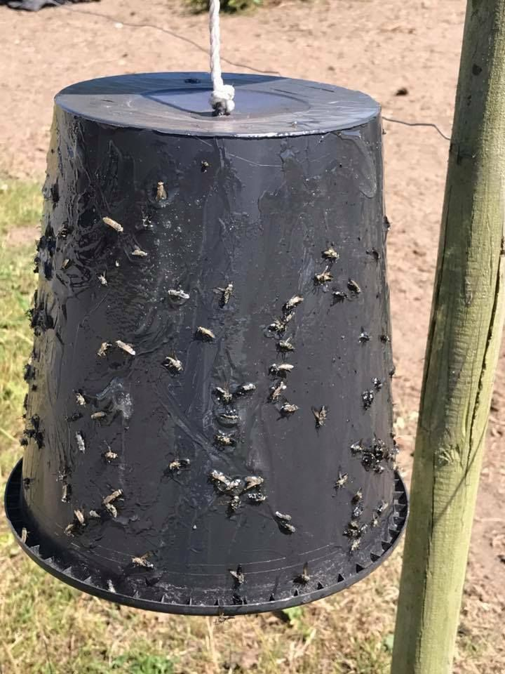 Изображение взято с сайта https://duffymeadows.wordpress.com/2020/06/24/how-we-keep-deer-flies-and-horse-flies-from-biting-no-chemicals/