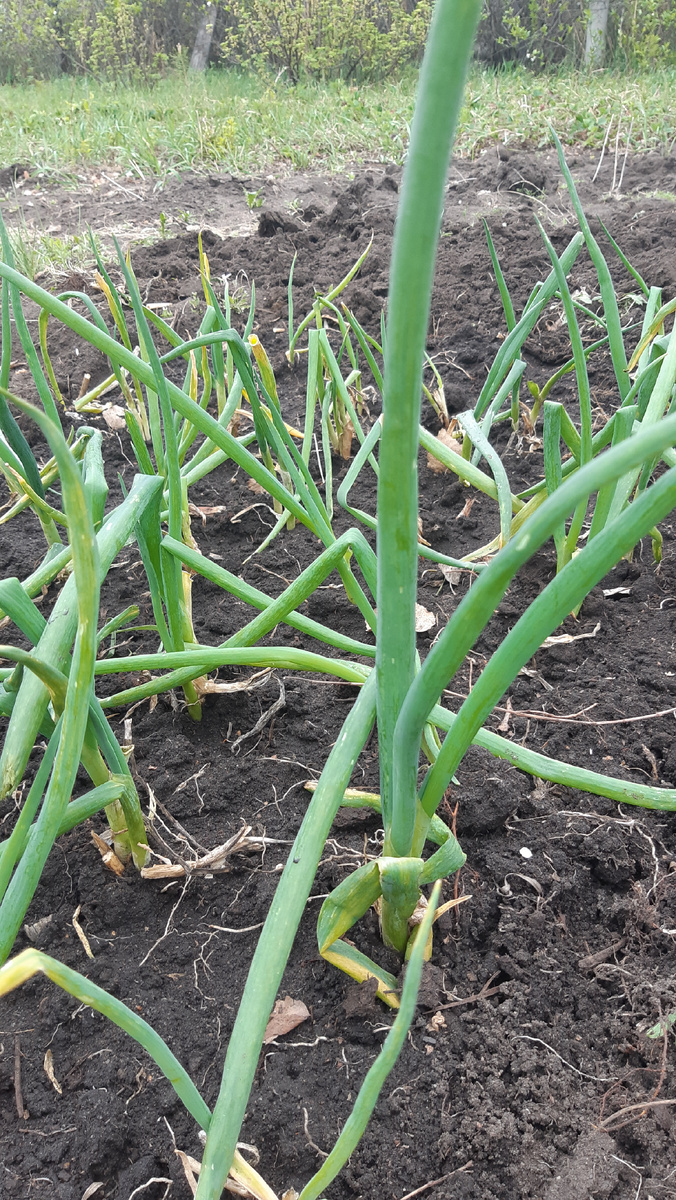 Лук-бутун. Фото автора.