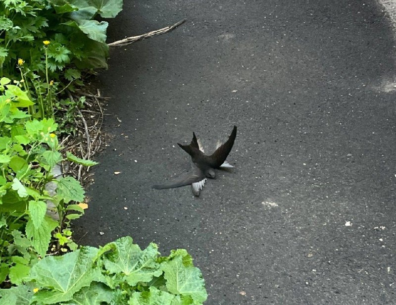    Один из самцов ухватился когтями за крыло противника