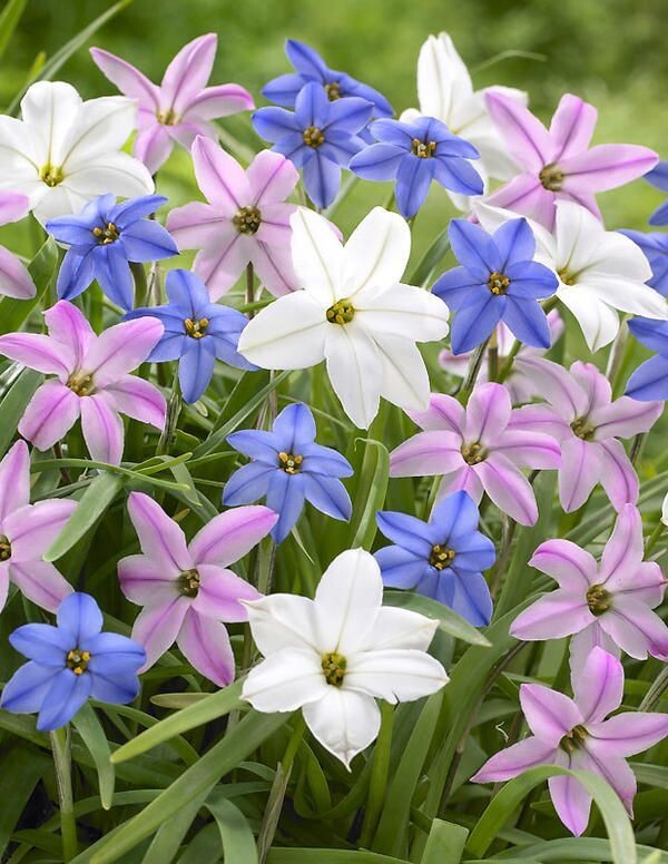 Ифейон одноцветковый. Источник фото Pinterest