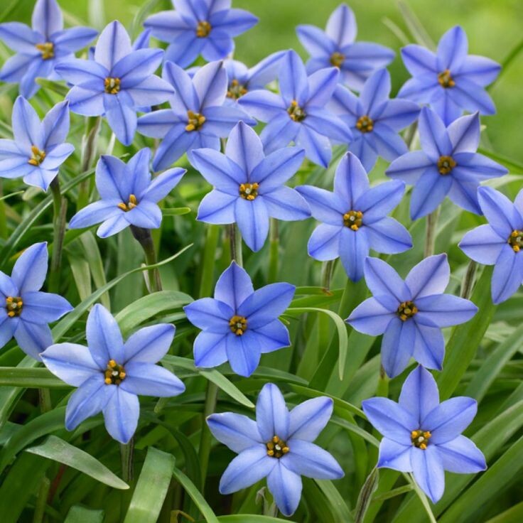 Ифейон одноцветковый. Источник фото Pinterest