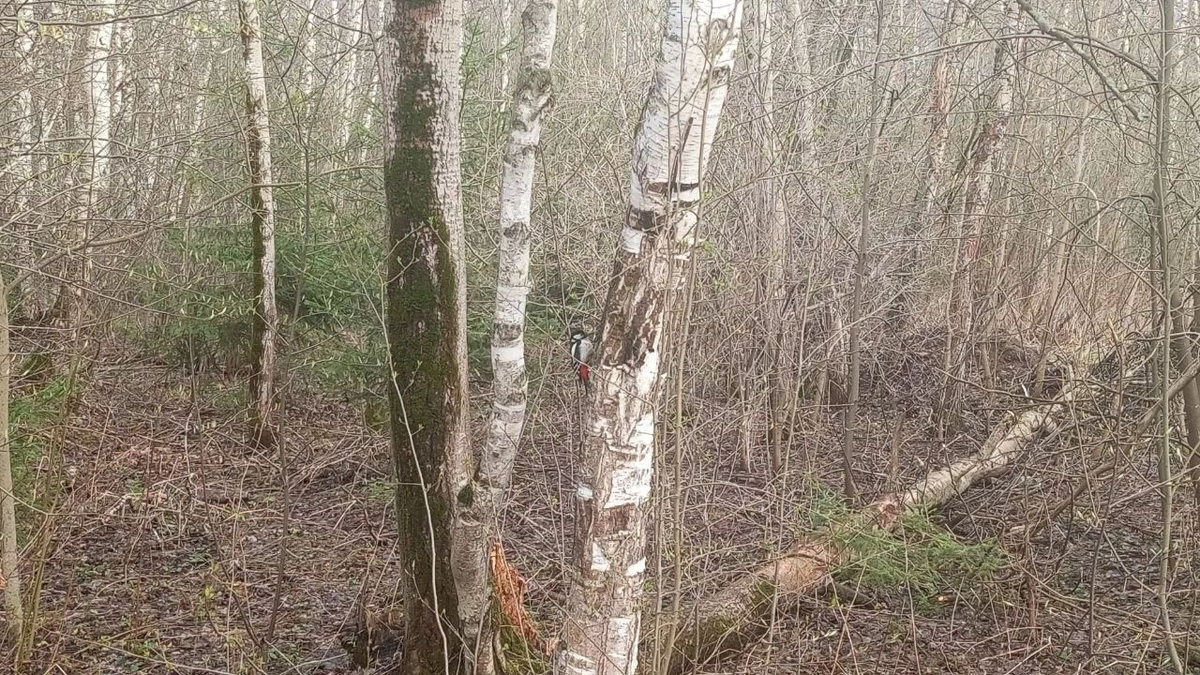 природа родного края