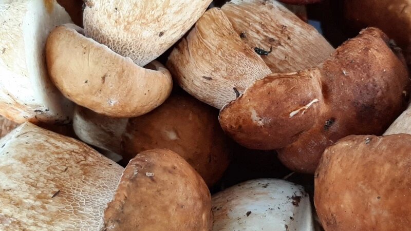     Грибы. altapress.ru