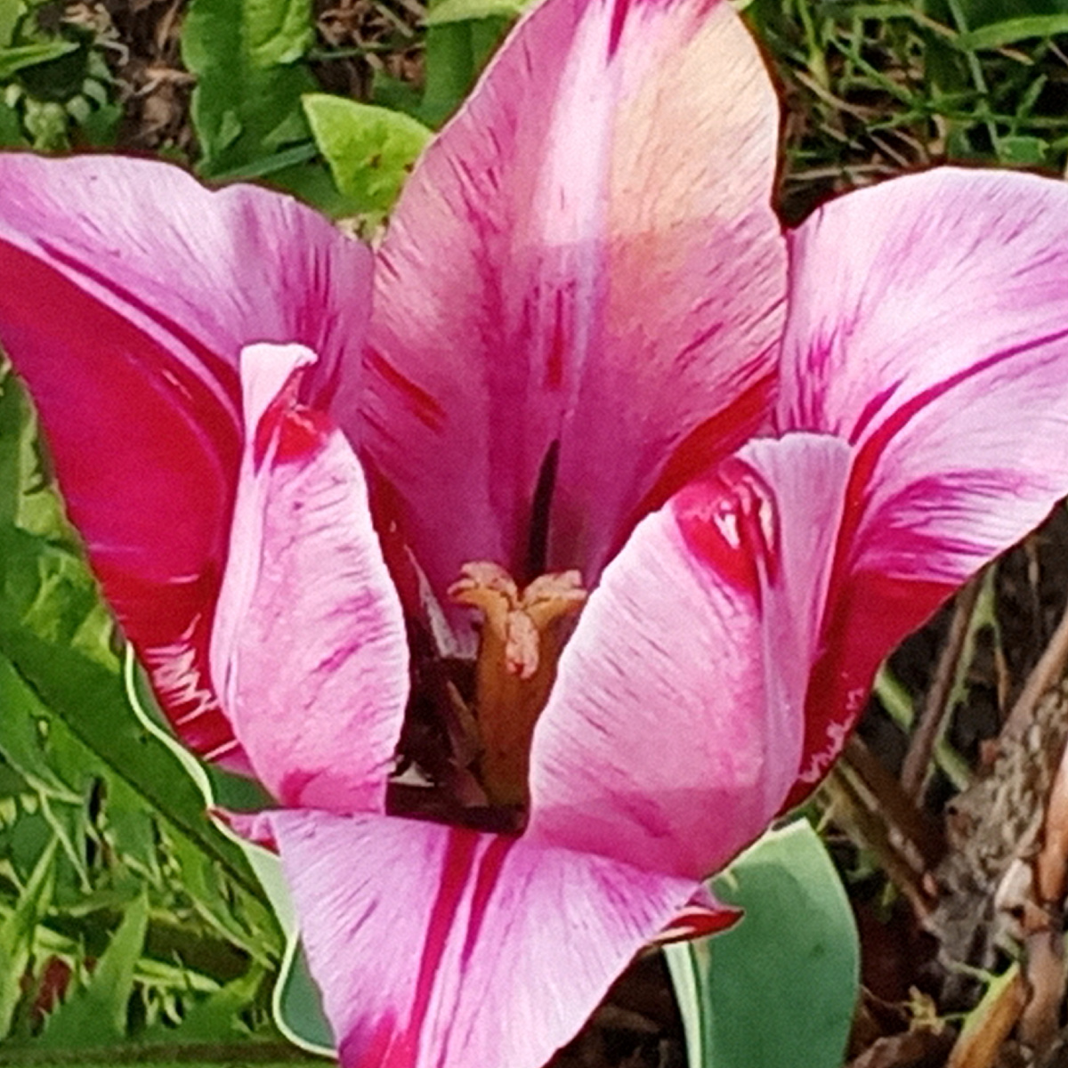 Вот такая красота цветет на территории ветеринарной станции.