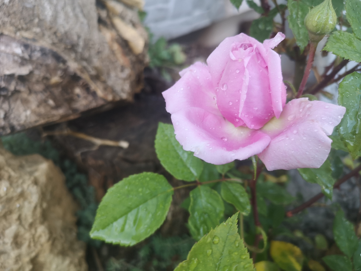 Роза припыленная пеплом.