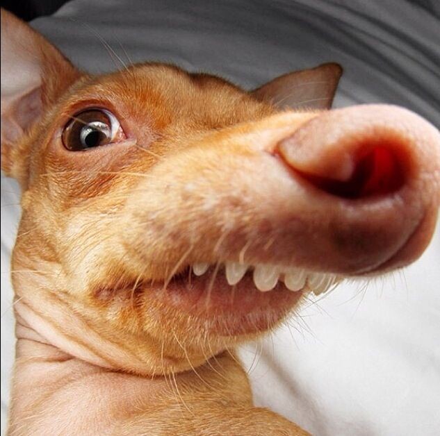 Вот прям копия на последних фото.                Вторая звезда интернета Ирина Анатольевна со своим красавцем Вдвшником Сергуней,красавец сил нет        