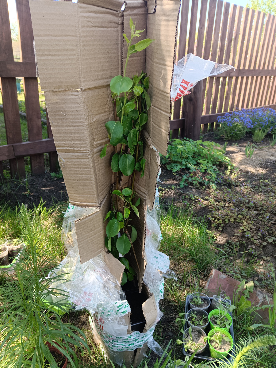 В такой упаковке пришли груши / –>