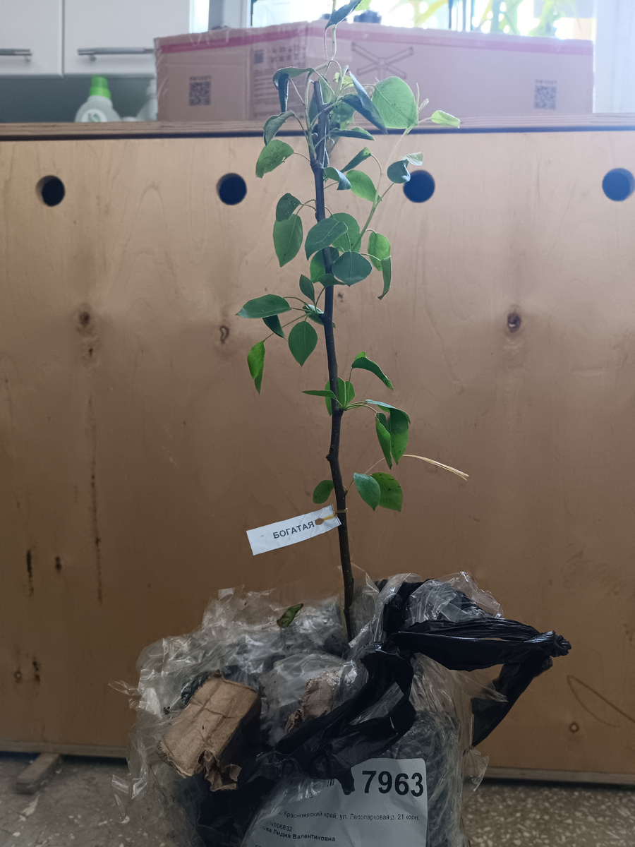 У этой груши не рассчитали длину упаковки и немного повредилась макушка