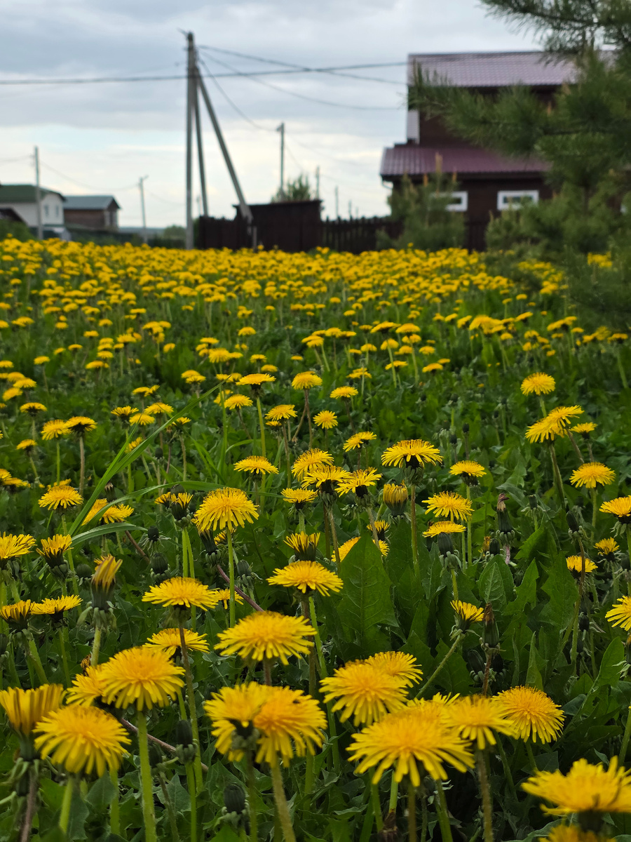 Это вчерашняя полянка перед нашей дачей с видом на соседей)  а сегодня ее скосили, грущу.