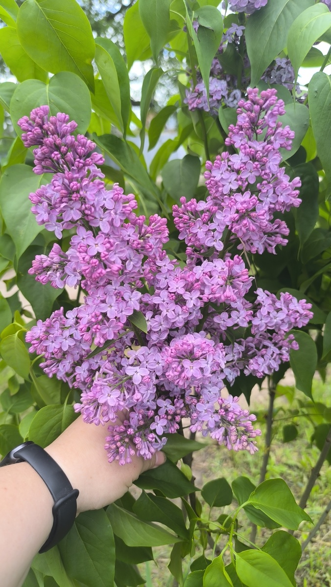 Простенькая но соцветия выдала приличные хоть и мало.