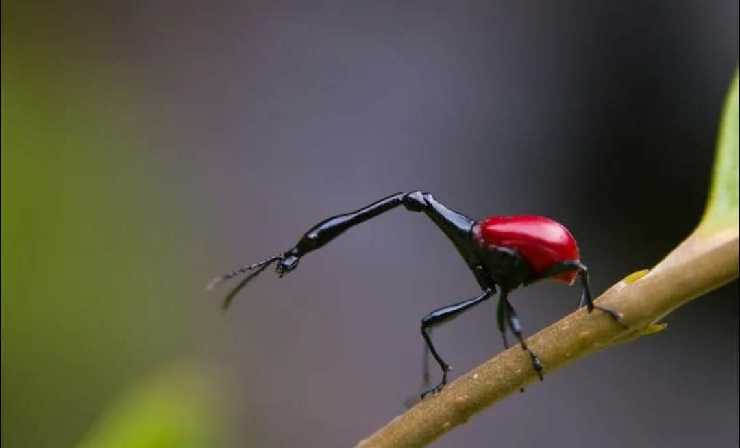 Не спрашивайте, как я получился, и как жираф согрешил с жуком...