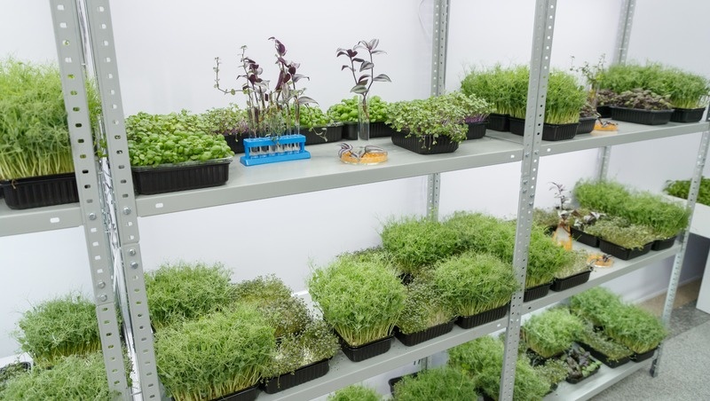    На выставке рассказывают о том, кто такие селекционеры и что они делают Фото: Дмитрий Ахмадуллин / / ИА «Победа26»