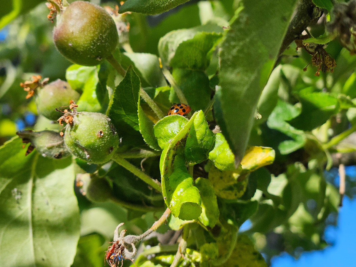 Божья коровка на ветке яблони, пораженной тлей