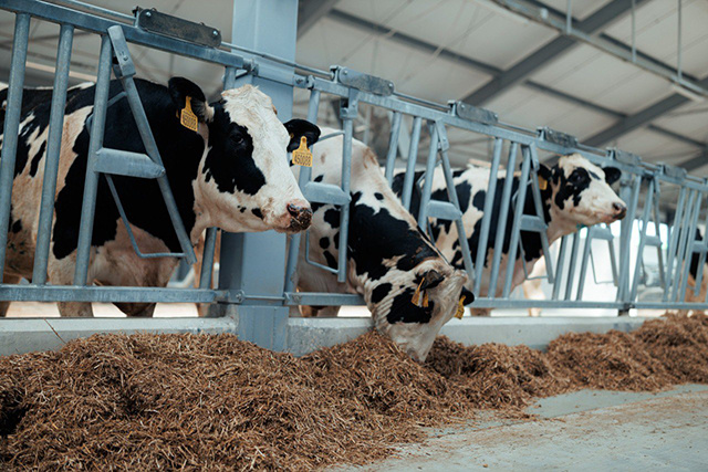 В Тверской области газифицировали крупный молочный животноводческий комплекс