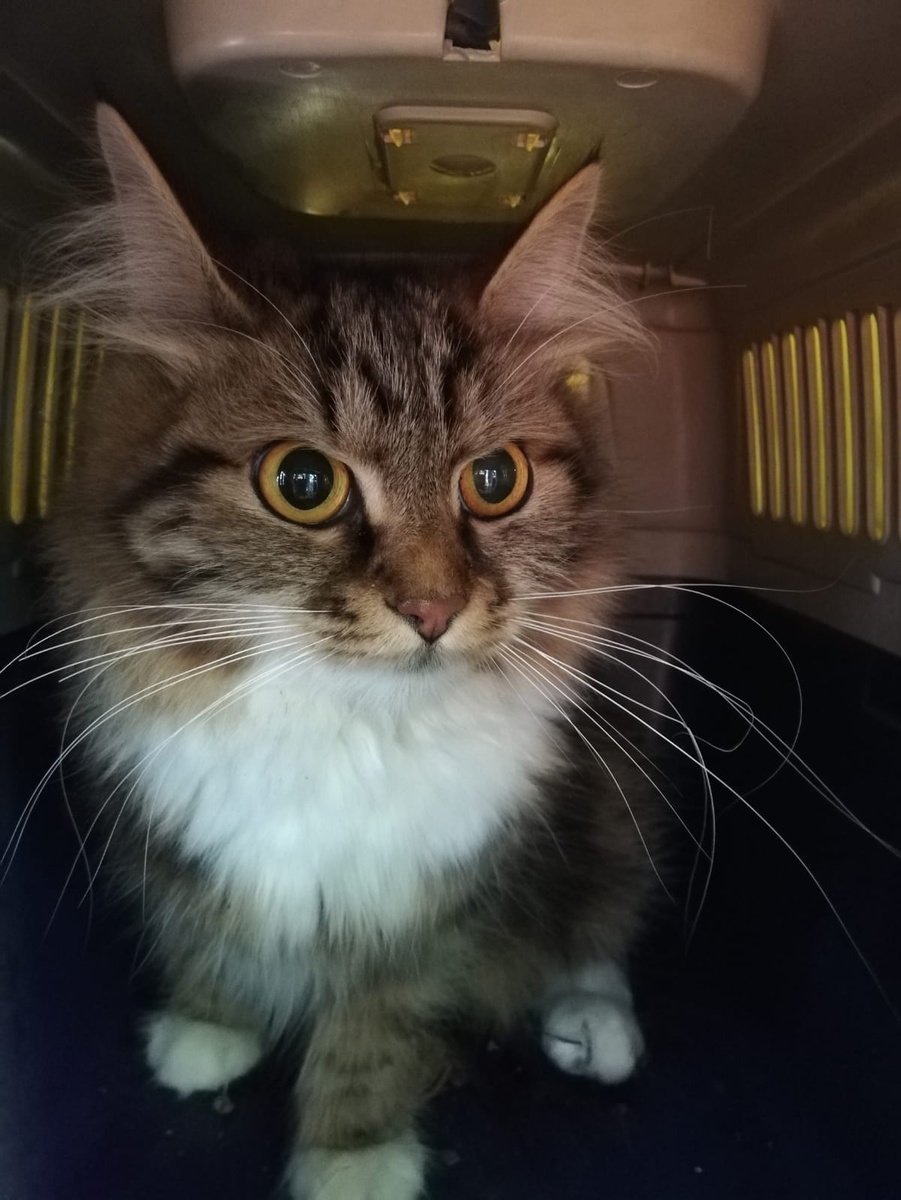 Как же хорошо, что наши собачки тебя заметили, малышка!