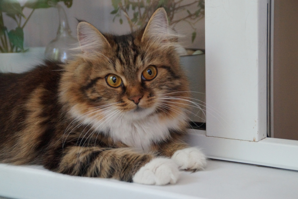 Вот такой чудо-меховичок был отправлен в пиар