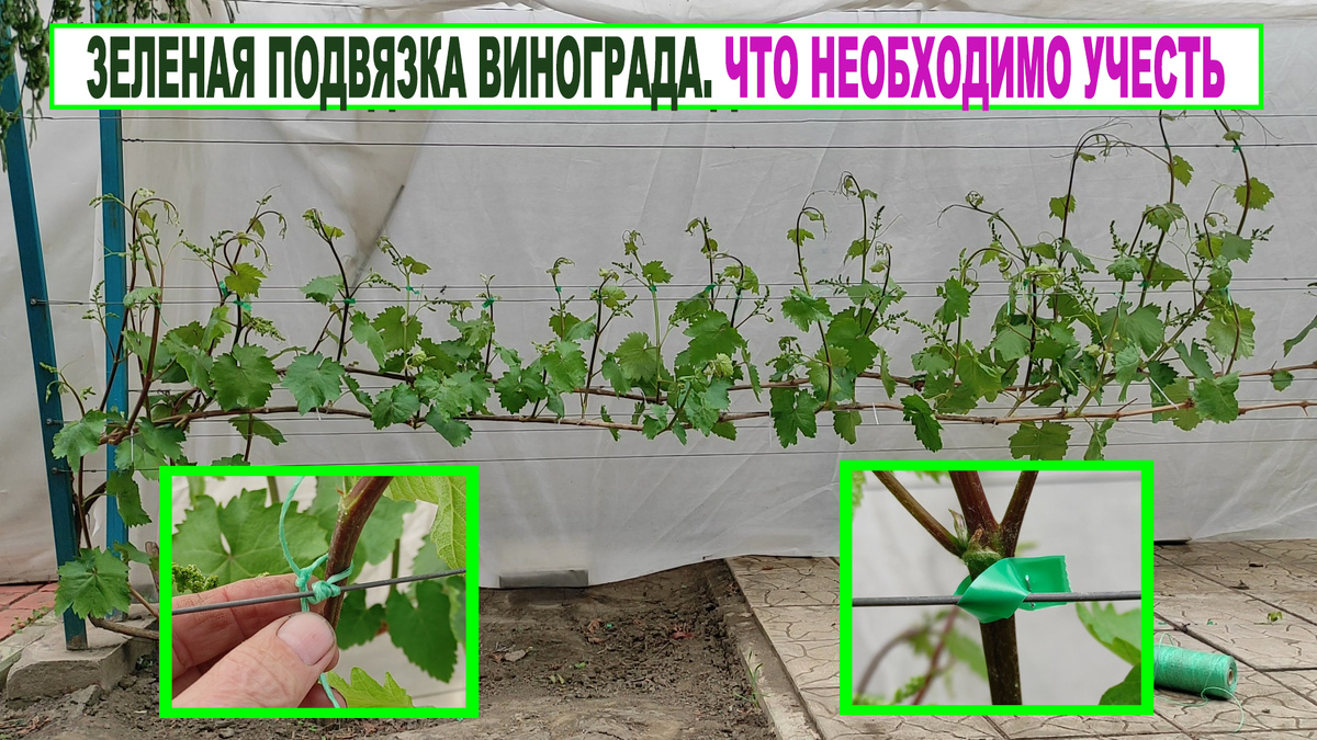 Куст винограда. Провожу зеленую подвязку.