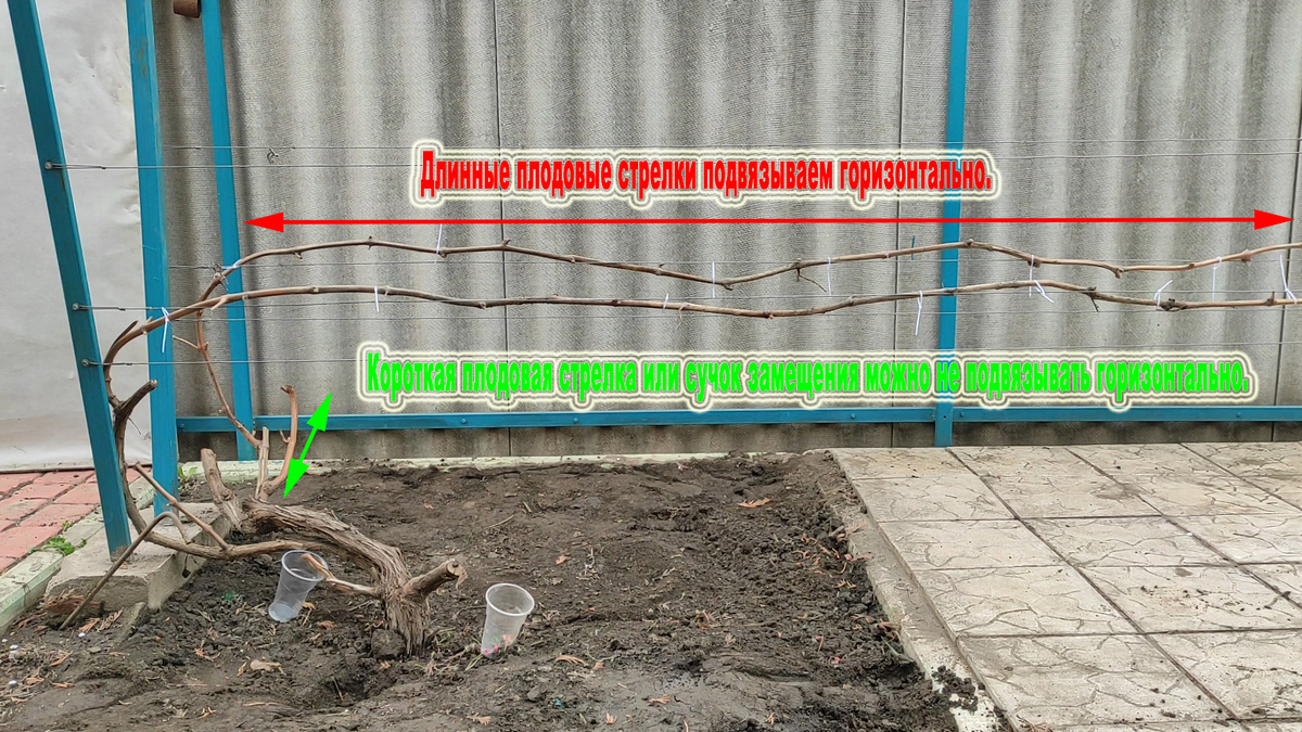 Сухая подвязка этого же куста.