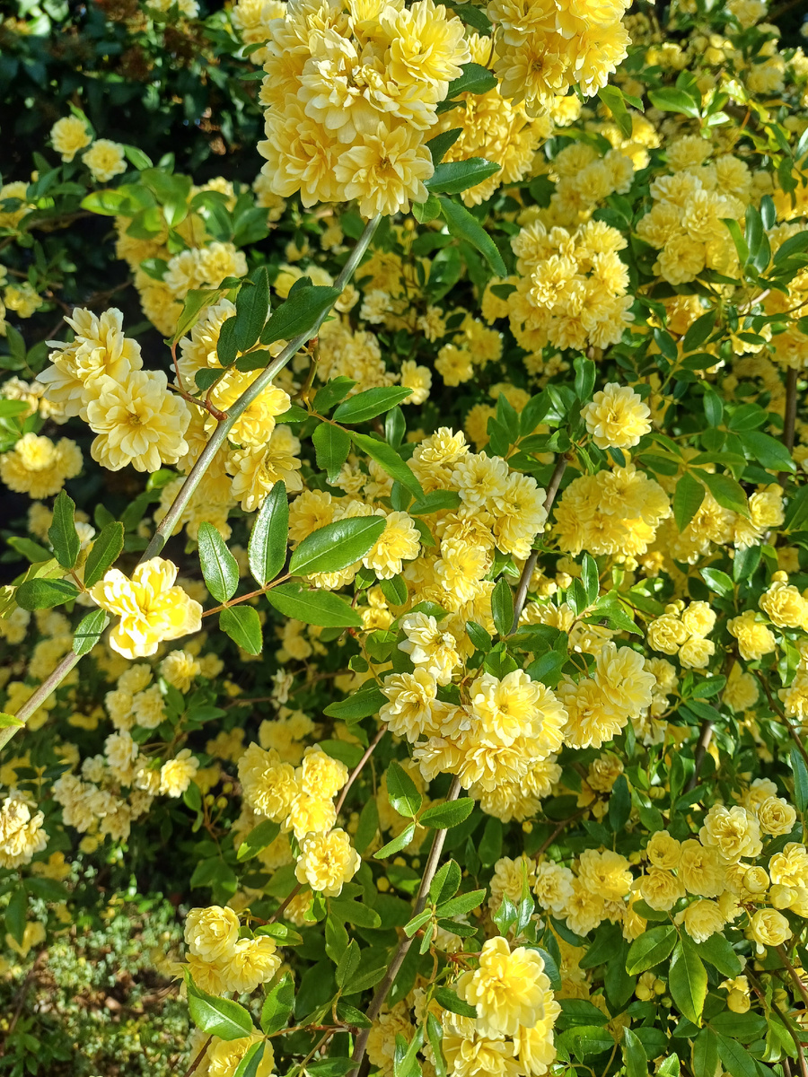 По дороге в столовую. Фото автора 