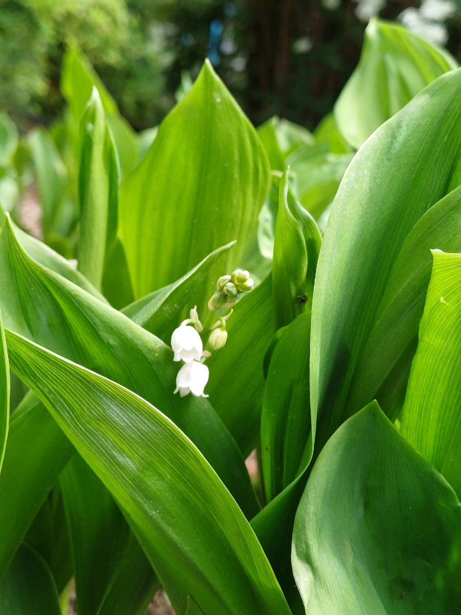 Фото автора. Ландыши распускаются)