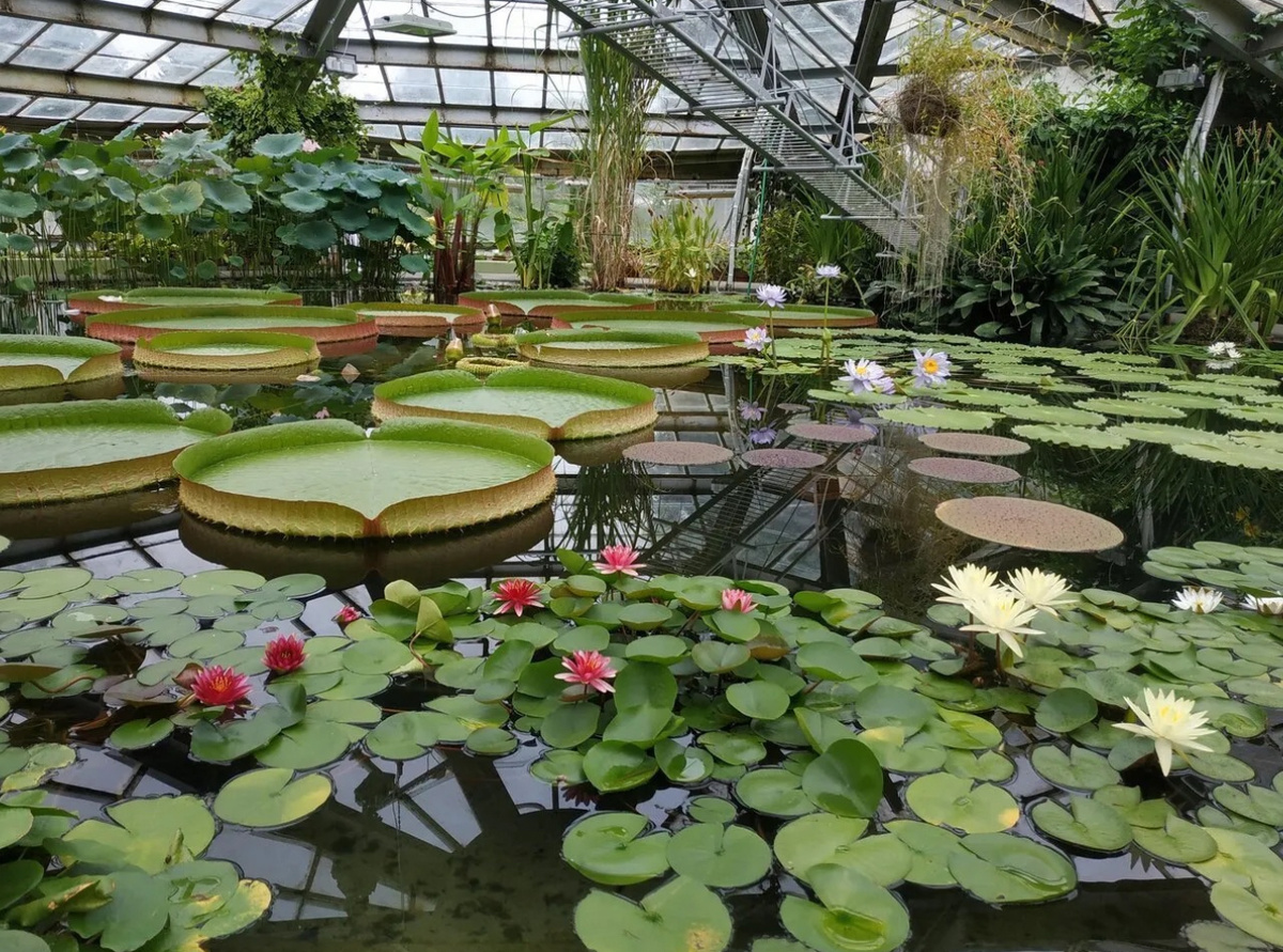 Водная оранжерея