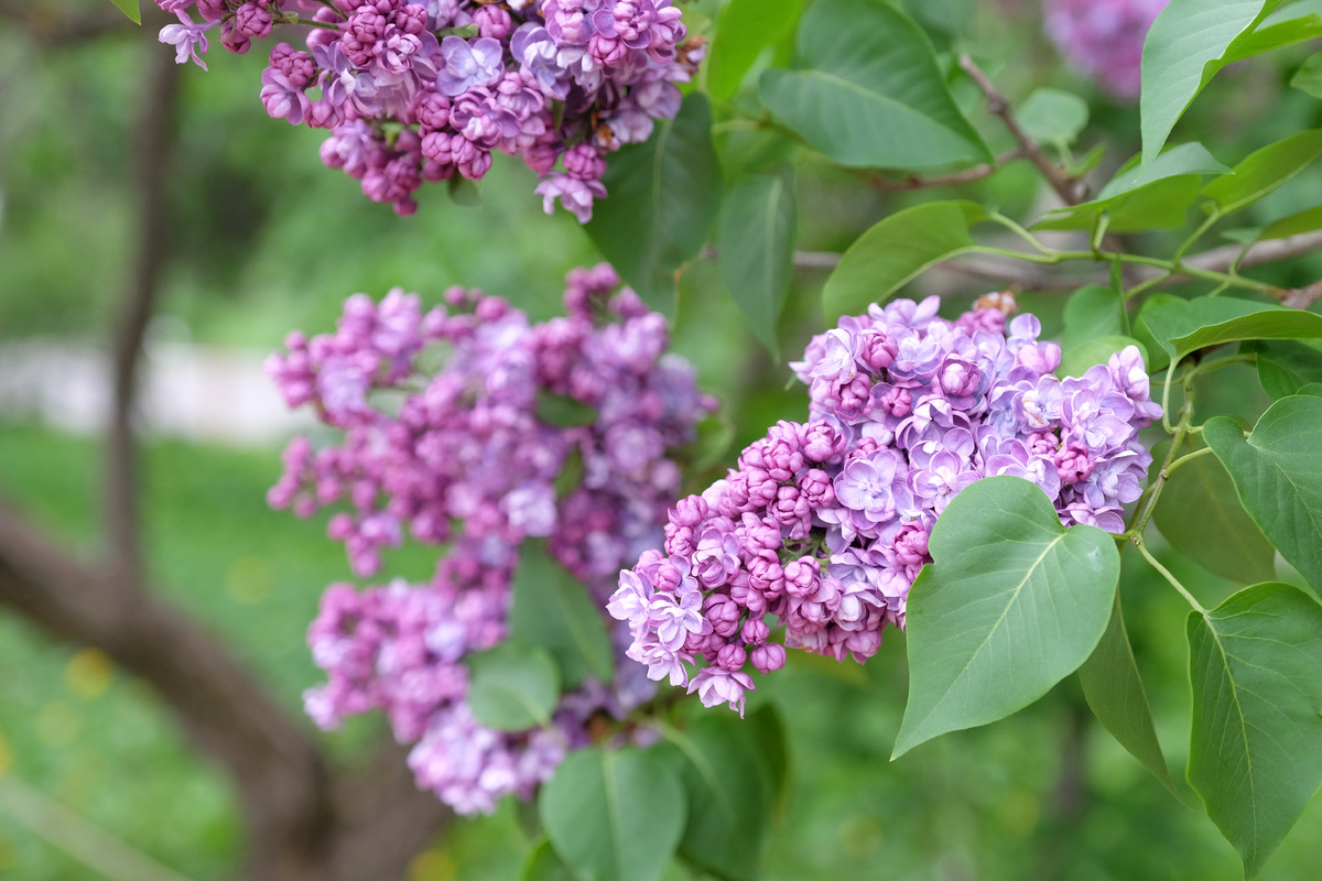 Листайте галерею до конца, последний кадр - название сорта