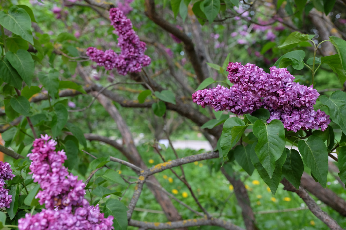 Соцветие из двух метелок цилиндрической формы