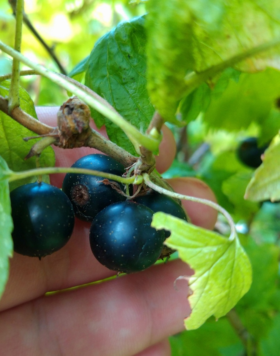 Старинная чёрная смородина в контейнере