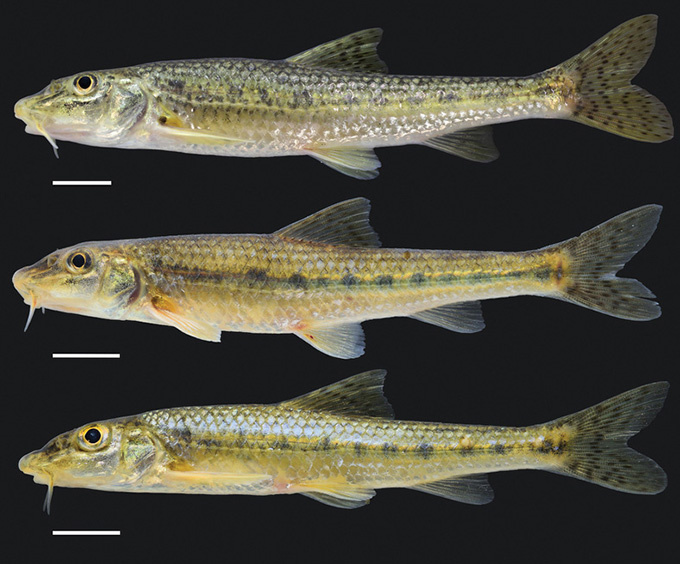 Уральский пескарь (Gobio uralensis): вверху голотип из реки Большой Кизил (в селе Рыскужино в Башкортостане), а ниже особи из реки Ускалык (близ деревни Верхний Муйнак в Оренбургской области) и реки Урал (у села Красногор в Оренбургской области). Масштабный отрезок – 1 см.