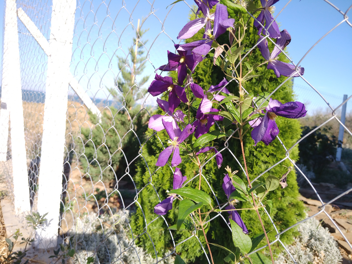 Вот так на рабице растёт клематис, выращенный мною из черенка от соседского растения (сорт неизвестен). Фото 2024 года.
