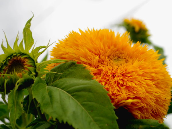 Декоративный подсолнух Дабл Делайт. Свои не цветут ешё, фото из инета