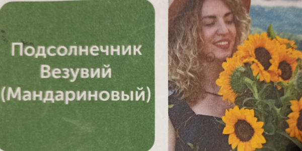 Подсолнечник Везувий мандариновый. Скрин автора с пакета с семенами.