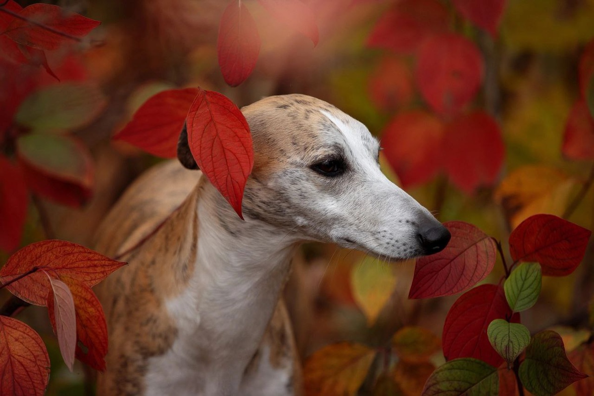 Все права на фото принадлежат автору. Копирование только по согласованию