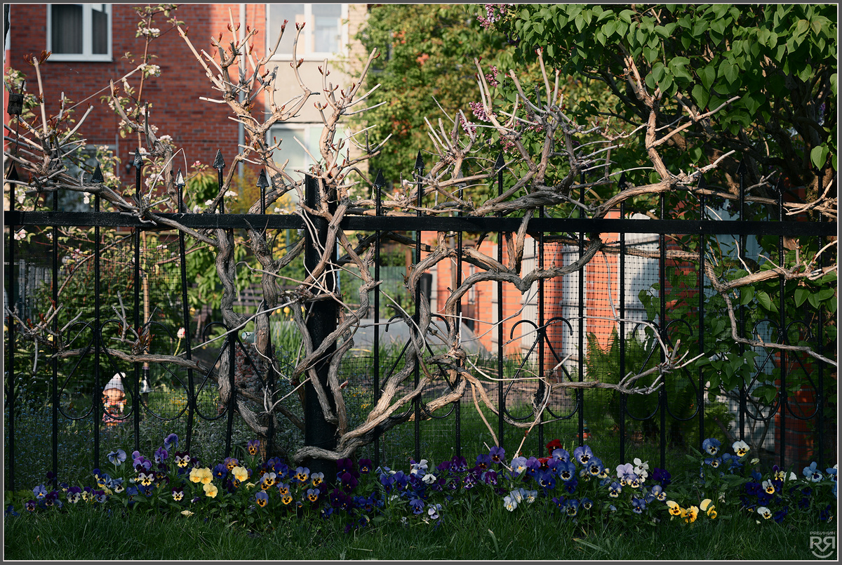 Зеленоградск. Калининградская область. Фото: Михаил Рябинин