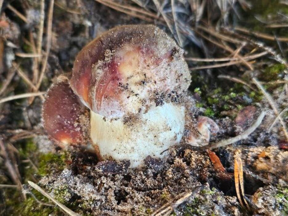 Апрельский улов боровичков
Фото: Анна Пшеницына