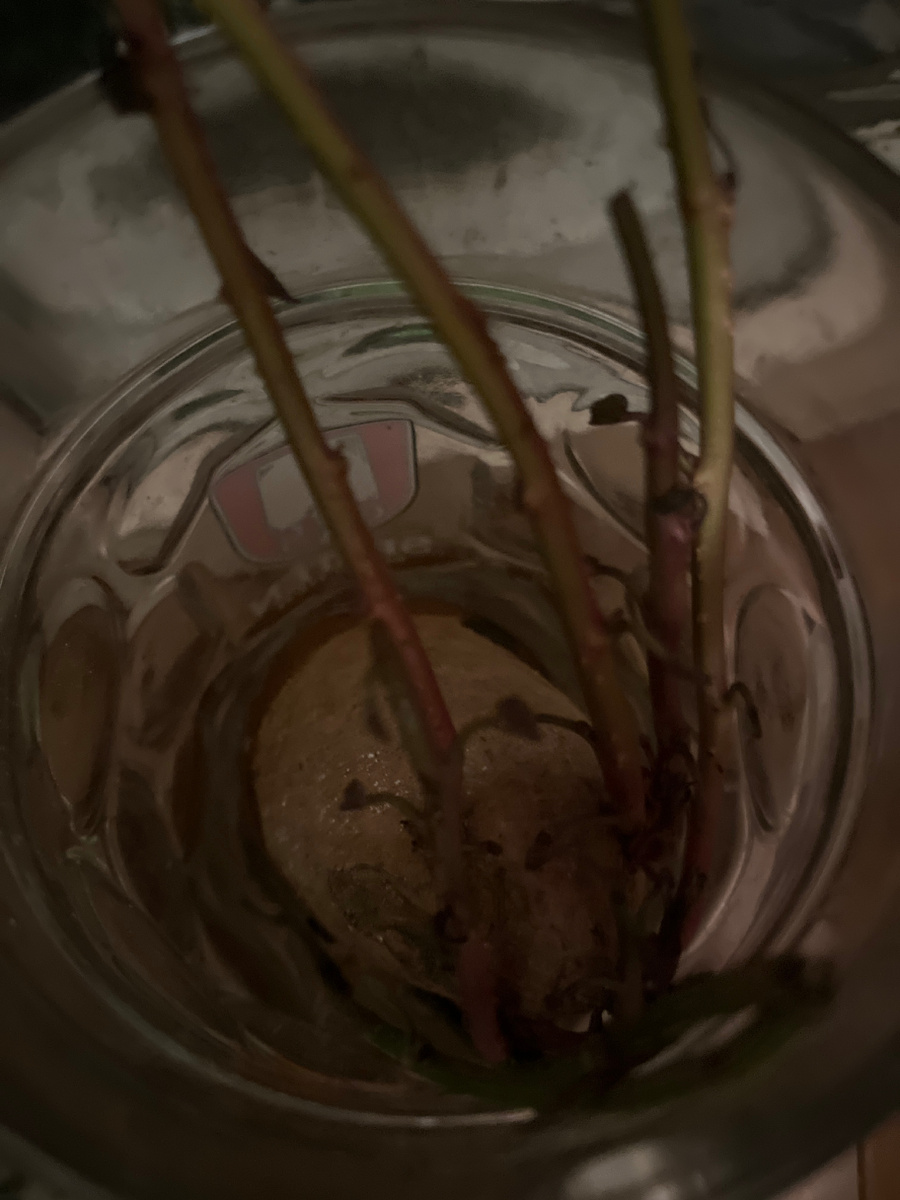 Проросший батат с помойки